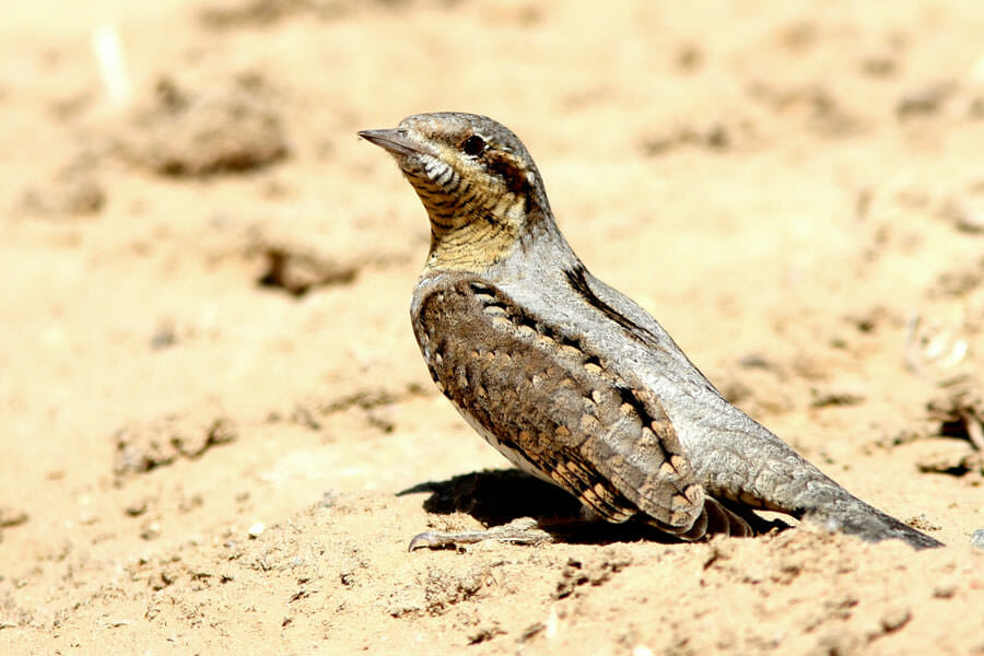 Eurasian Wryneck standing on the ground