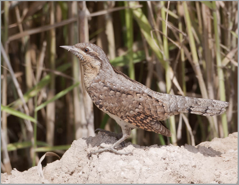 Eurasian Wryneck perched on a mound