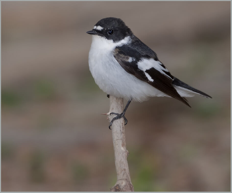 Semi-collared Flycatcher Ficedula semitorquata Semi-collared Flycatcher Ficedula semitorquata