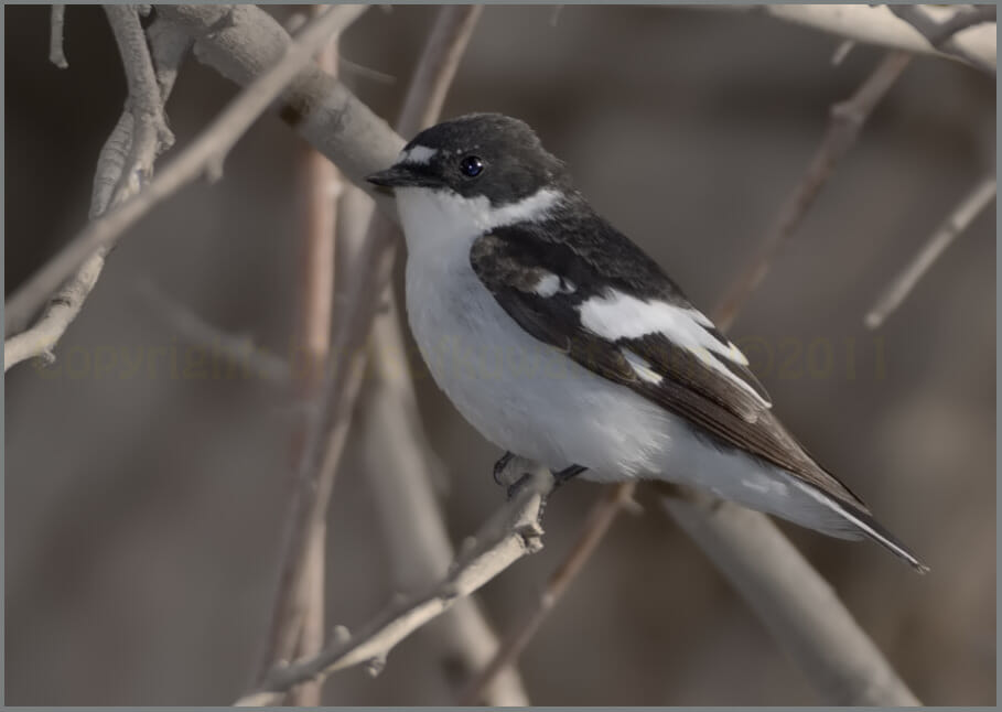 Semi-collared_Flycatcher_MG_3224_2 Semi-collared Flycatcher perched on a branch of a tree