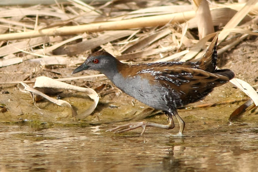 Baillon's Crake walking in water