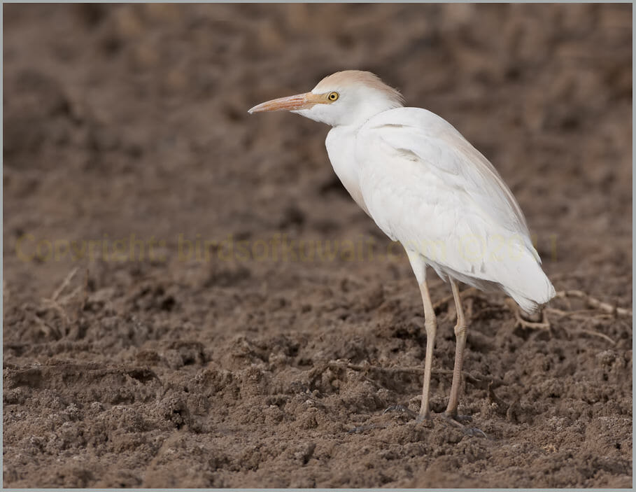 Western Cattle Egret standing on the ground