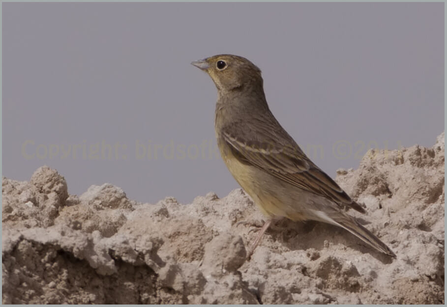 Cinereous Bunting Emberiza (cineracea) semenowi