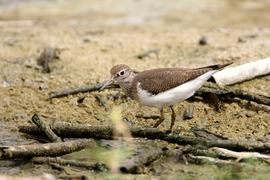 Common Sandpiper standing on ground near water
