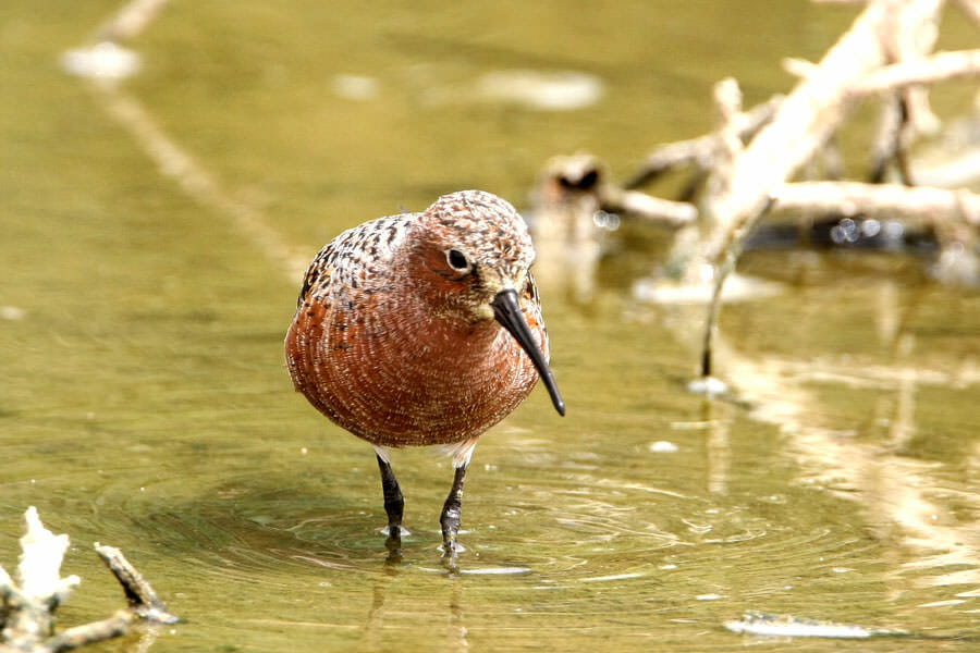 Curlew Sandpiper standing in water