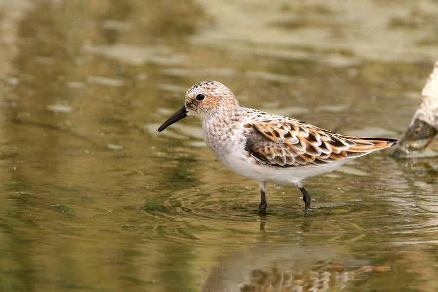 Little Stint standing in water