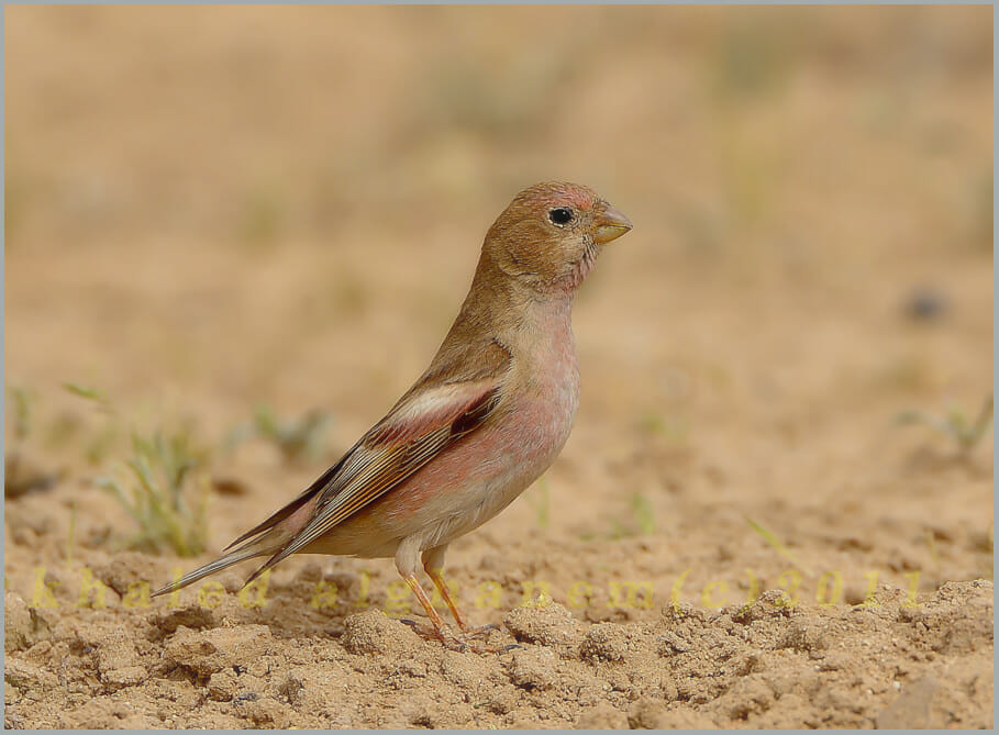 Mongolian Finch standing on the ground