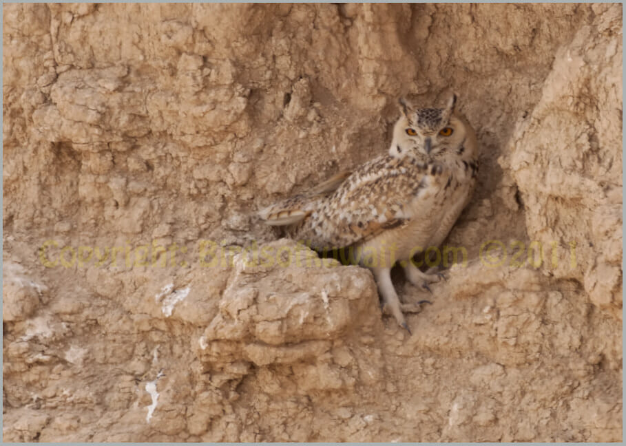 Pharaoh Eagle OwL perched on a rock crevice