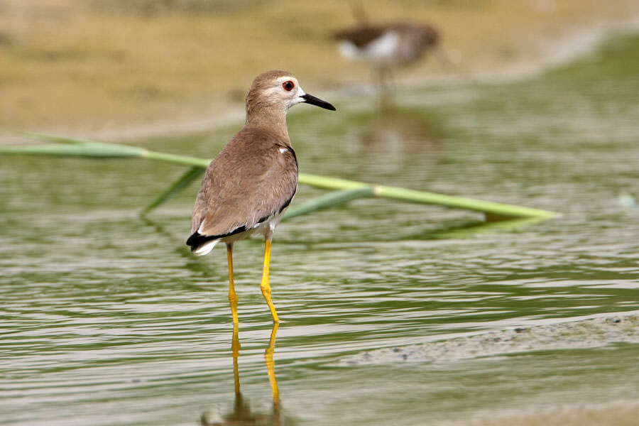 White-tailed Lapwing standing in water