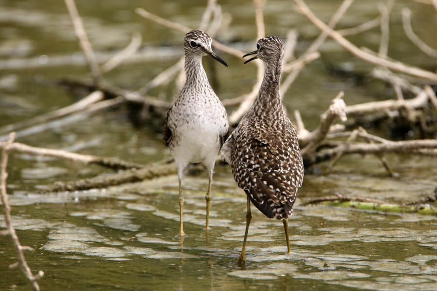 Two Wood Sandpipers fighting