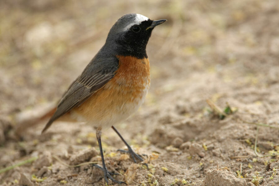 Common Redstart standing on the ground