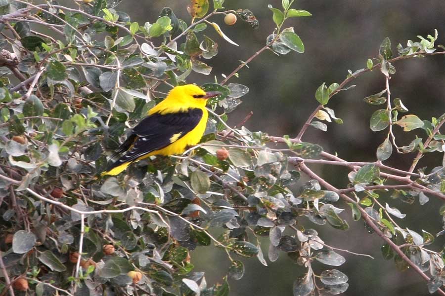Eurasian Golden Oriole perched on top of a tree