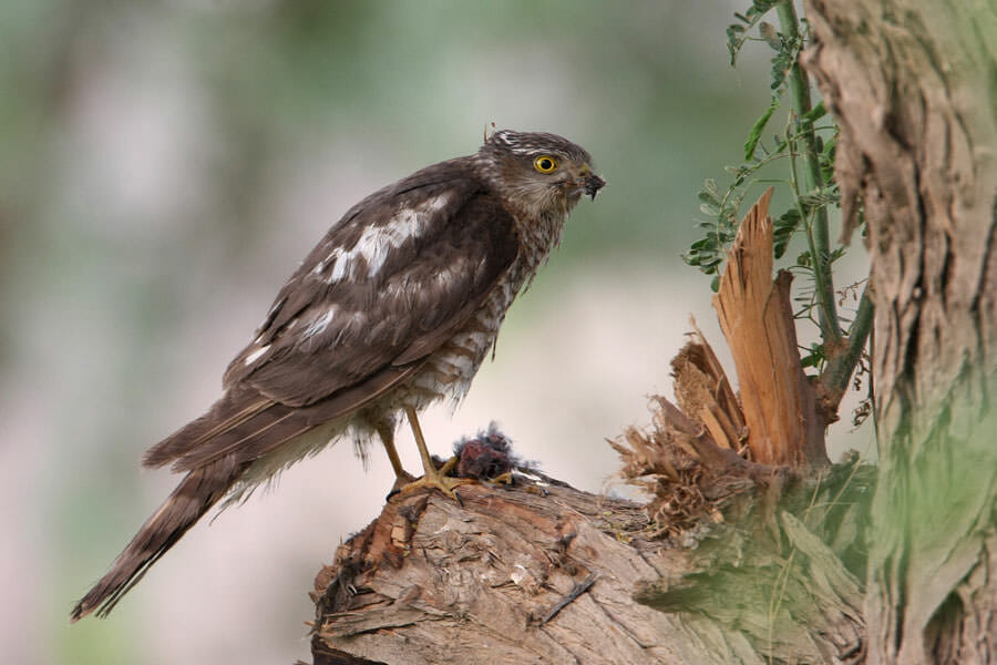Eurasian Sparrowhawk standing on a log