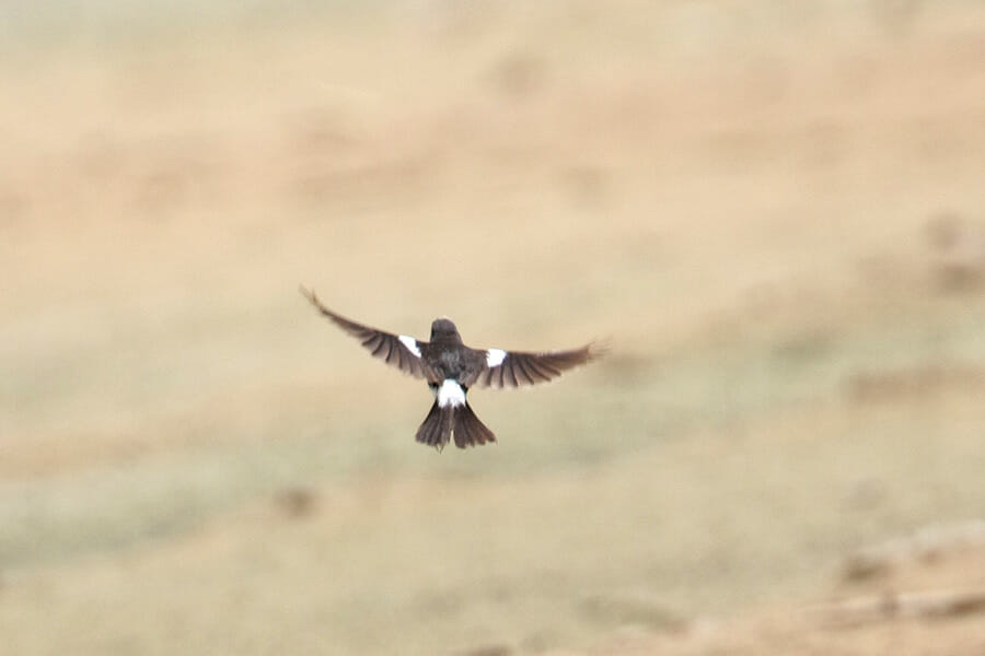 Pied Bush Chat Saxicola caprata