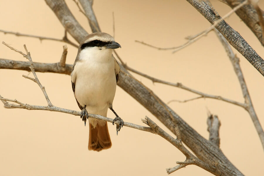 Red-tailed Shrike perched on top of a tree