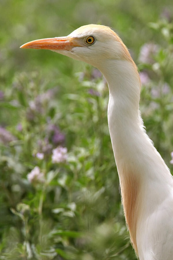 Cattle Egret head in profile
