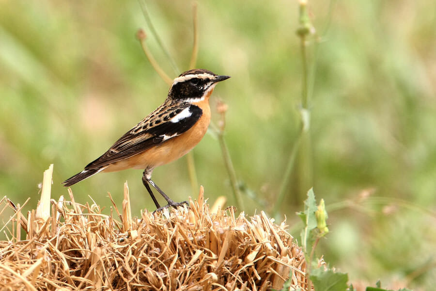 Whinchat Saxicola standing on the ground