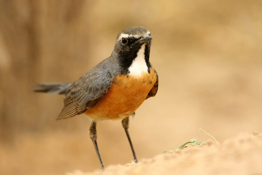 White-throated Robin standing on the ground