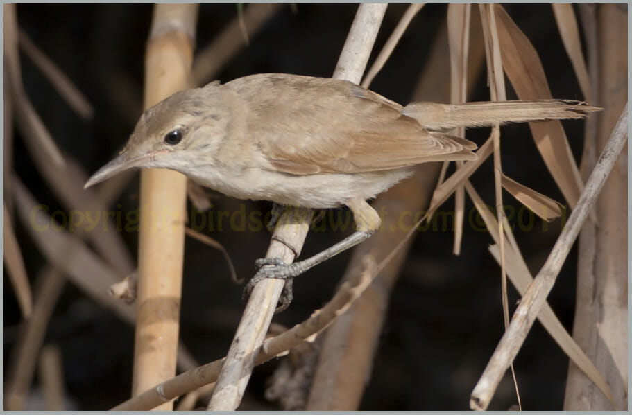 Indian Reed Warbler perched on a reed stem