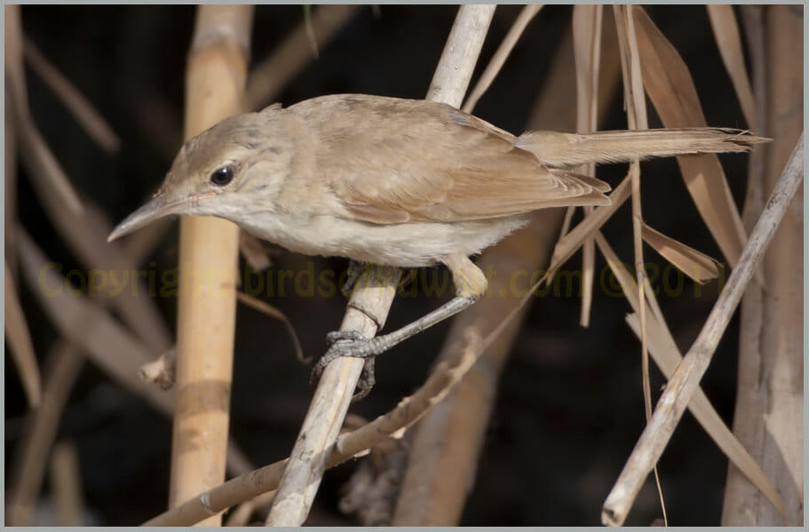 Indian Reed Warbler perched on a reed stem