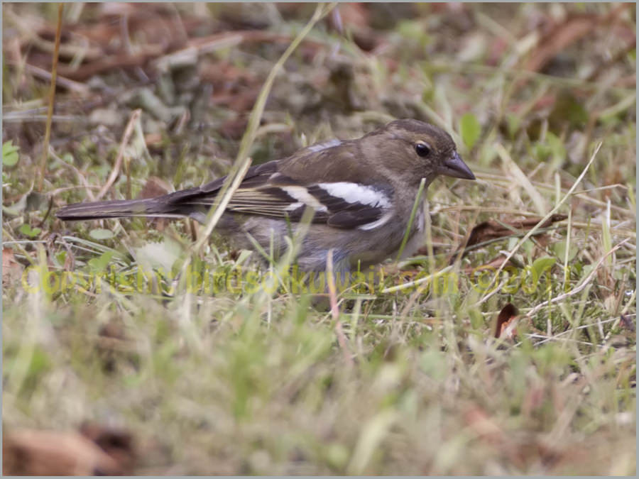 Common Chaffinch Fringilla coelebs