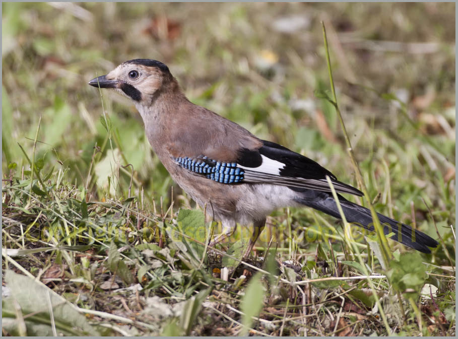 Eurasian Jay Garrulus glandarius