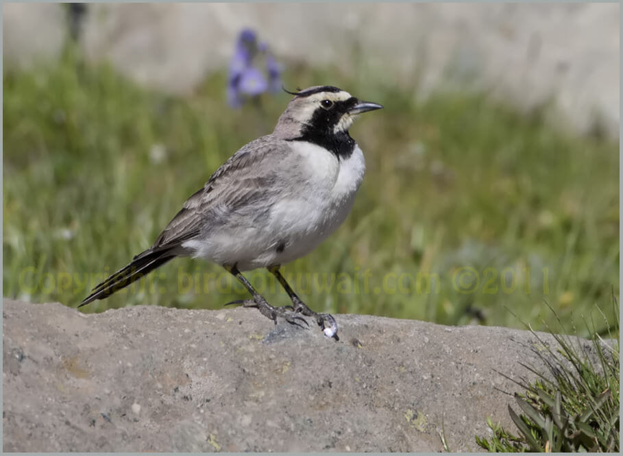 Horned Lark Eremophila alpestris ssp. penicillata adult