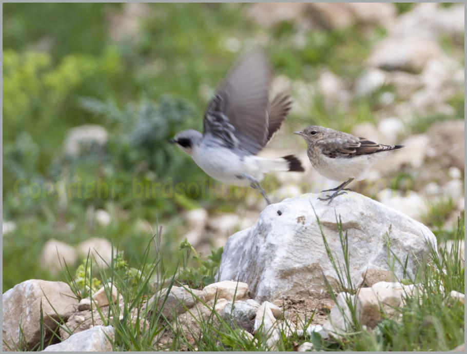 Northern Wheatear Oenanthe oenanthe juvenile and adult.