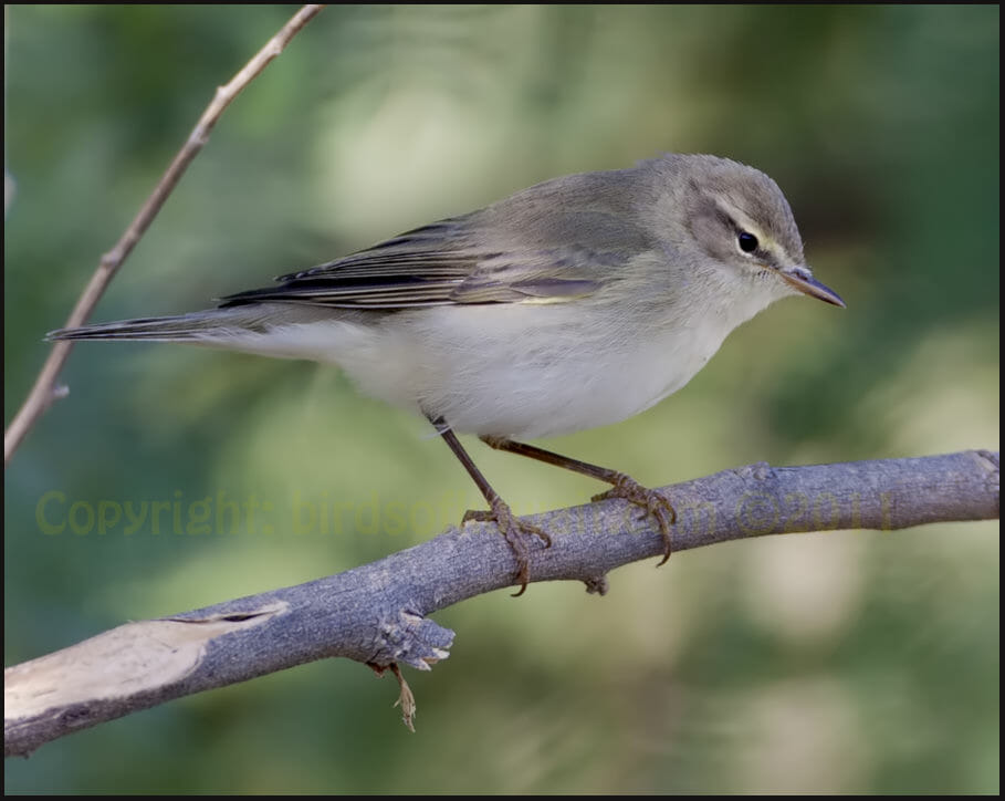 Willow Warbler Phylloscopus trochilus Willow Warbler Phylloscopus trochilus