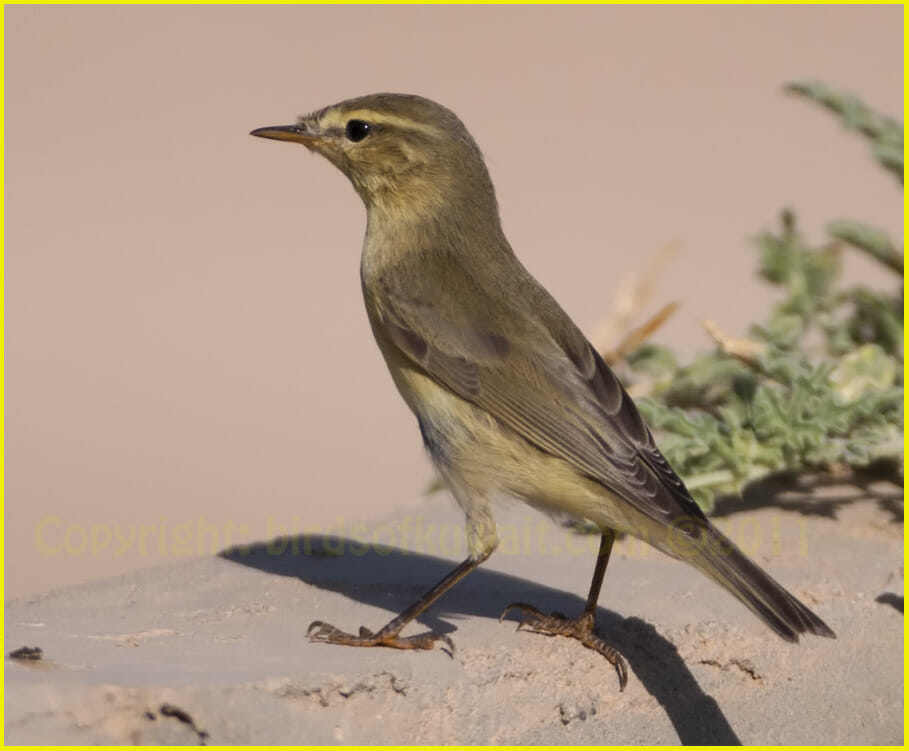 Willow Warbler Phylloscopus trochilus Willow Warbler Phylloscopus trochilus