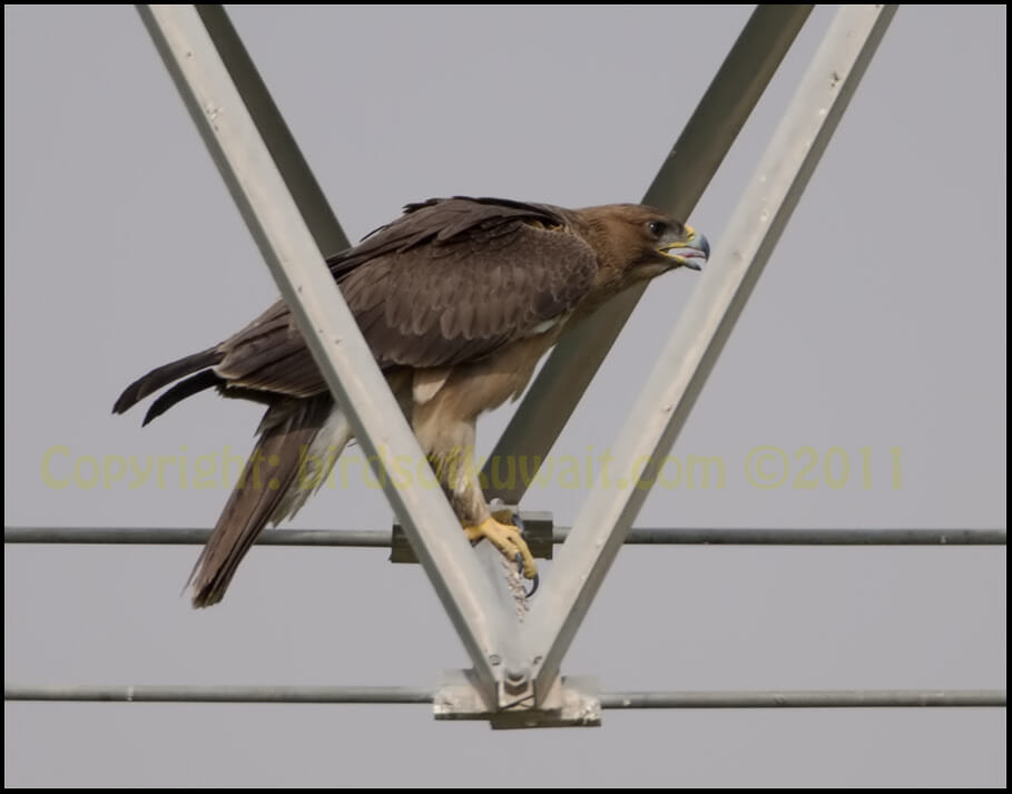 Bonelli's Eagle perched on pylon