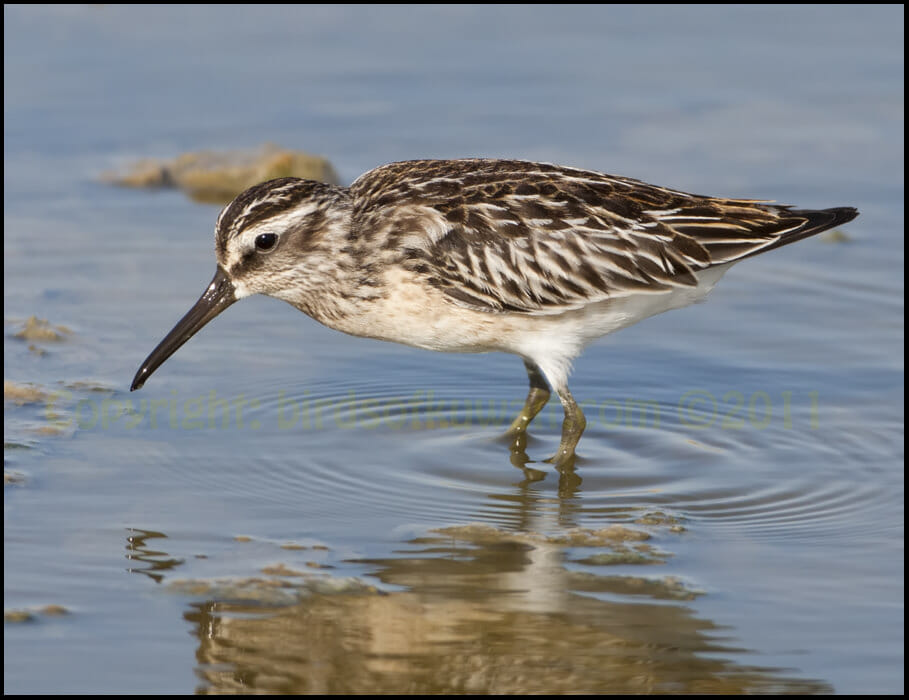 Broad-billed Sandpiper Limicola falcinellus