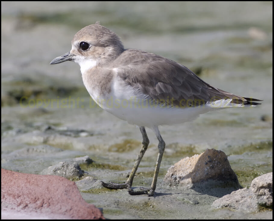 Greater Sand Plover Charadrius leschenaultii