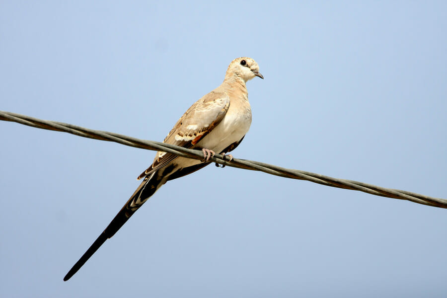 Namaqua Dove perched on pylon