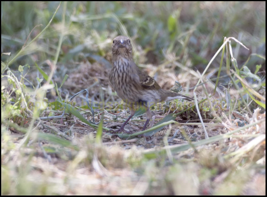Common Rosefinch standing on the ground