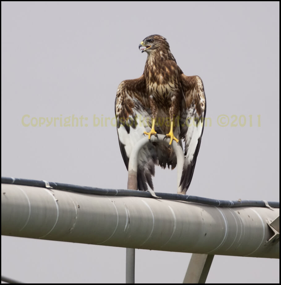 Common Buzzard perching on a pipe