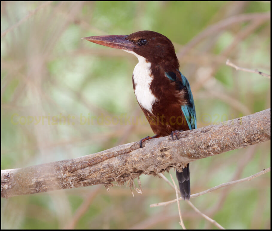 White-throated Kingfisher perched on a branch of a tree