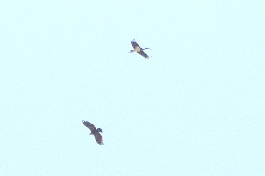 Black Stork in flight