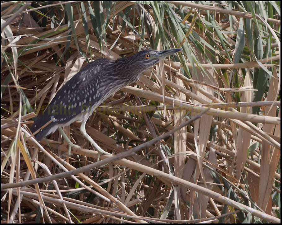 Black-crowned Night Heron standing reed stems