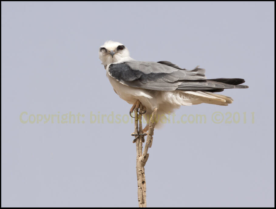 Black-winged Kite Elanus caeruleus Black-winged Kite perched on a branch of a tree