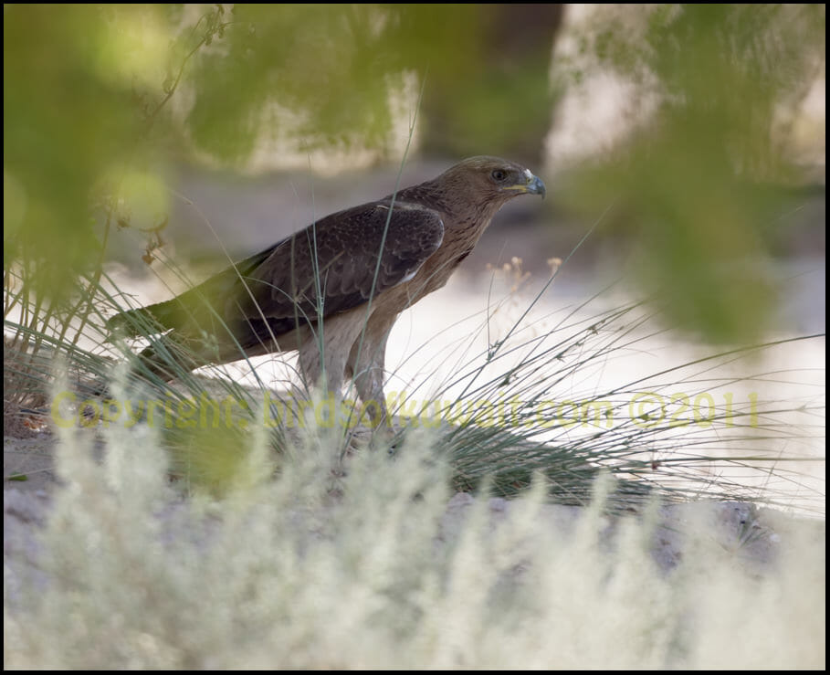 Bonelli's Eagle standing on the ground