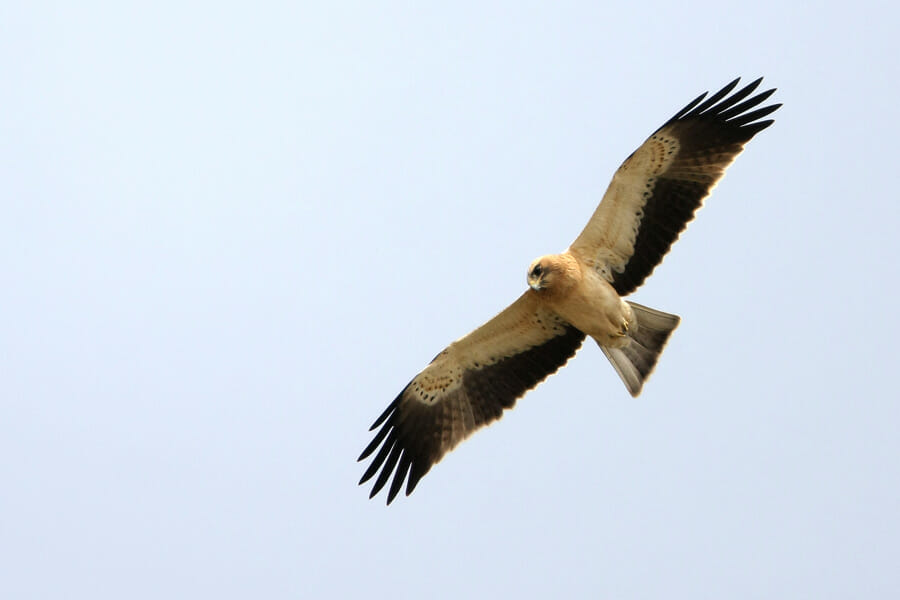 Booted Eagle in flight