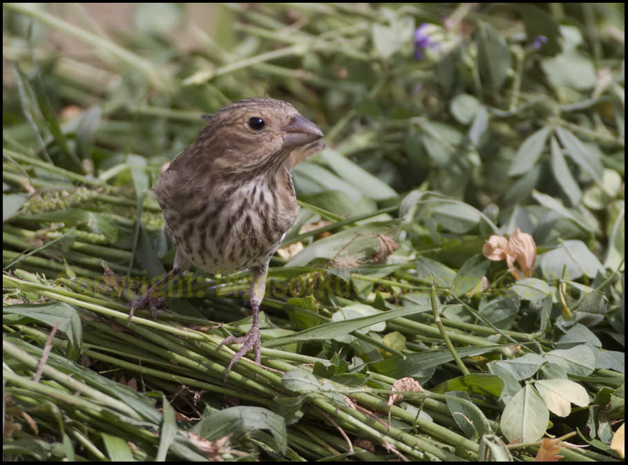 Common Rosefinch Carpodacus erythrinus Common Rosefinch standing on the ground