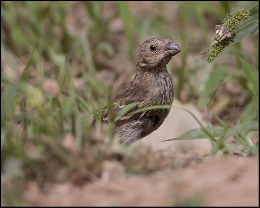 Common Rosefinch standing on the ground