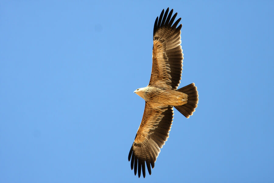 Eastern Imperial Eagle in flight
