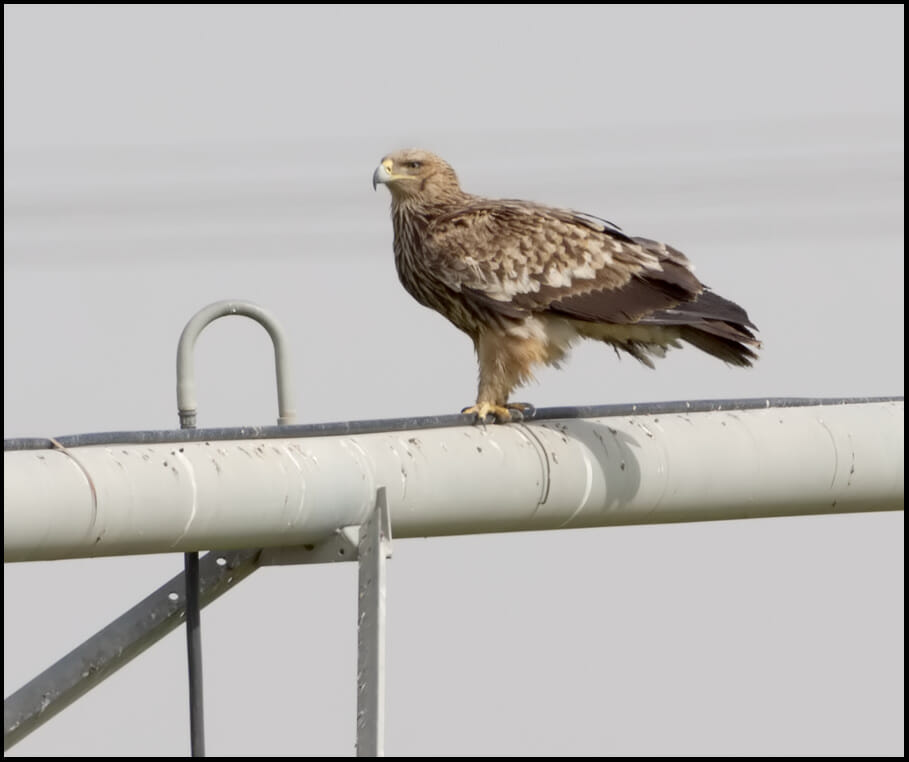 Eastern Imperial Eagle Aquila heliaca Eastern Imperial Eagle perching on a pipe