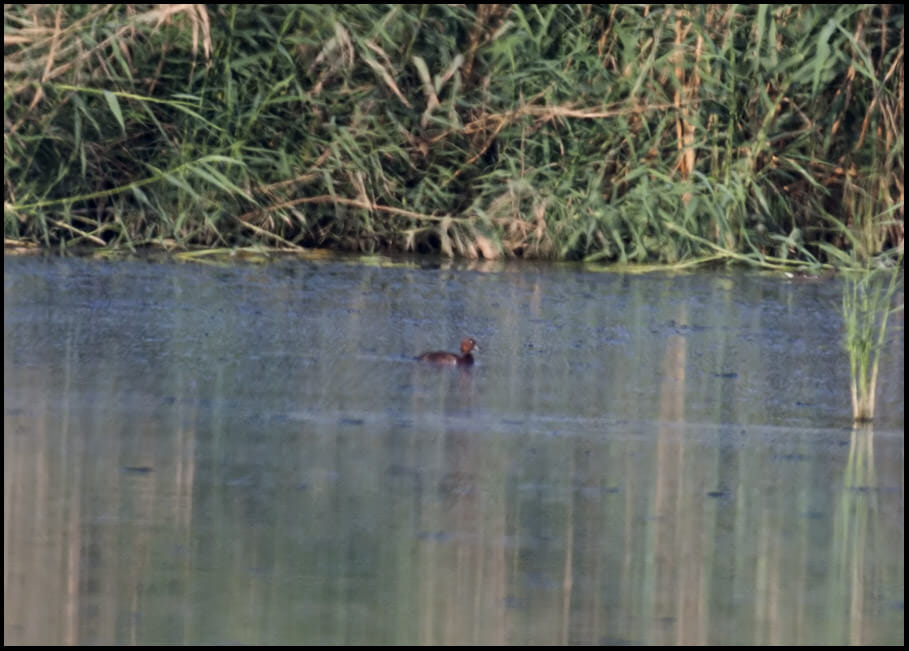 Ferruginous Duck swimming in water