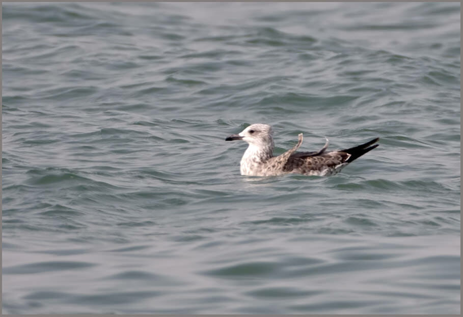 Heuglin's Gull Larus (fuscus/heuglini) heuglini Heuglin's Gull swimming in water