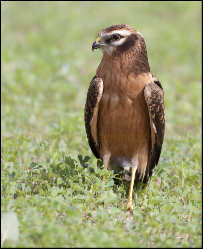 Montagu’s Harrier standing on the ground