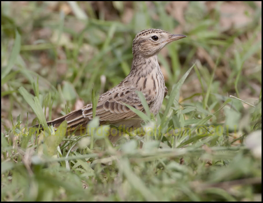 Oriental Skylark Alauda gulgula Oriental Skylark standing on the ground